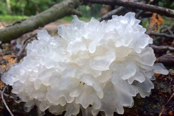 ประโยชน์เห็ดหิมะ-Snow Fugus-Tremella fuciformis