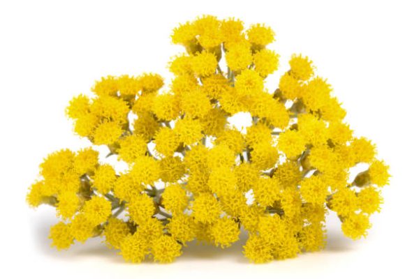 ป้องกันผิว-areaumat-perpetua-ดอกไม้ Helichrysum-skin barrier